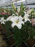 [4185 Sarionno VH No01.JPG]